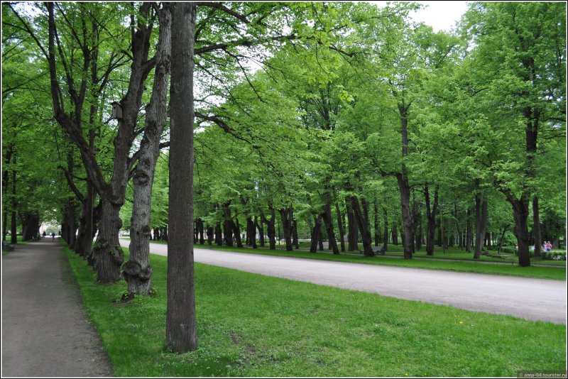 Липовая аллея Коломенское парк