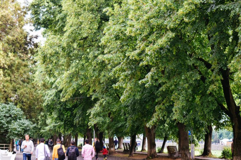 Липа крупнолистная Лациниата