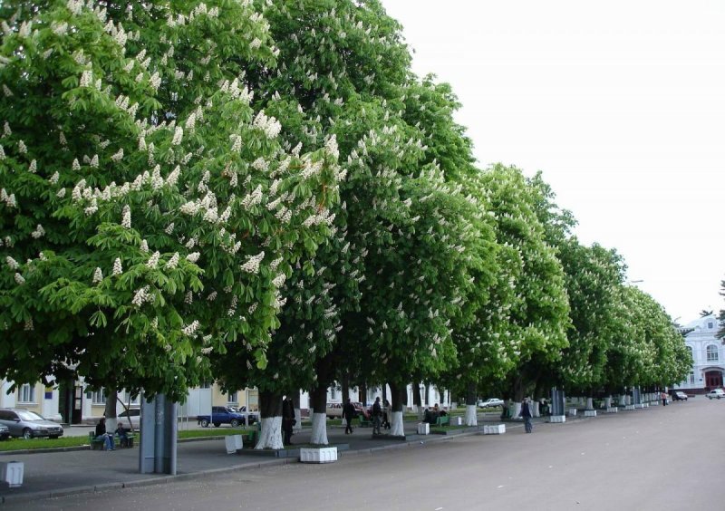 Липа мелколистная Живая изгородь