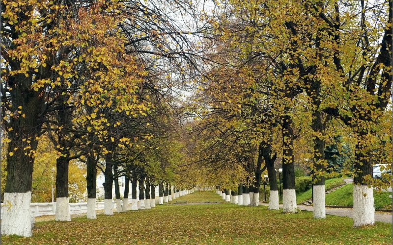 Липа Крымская