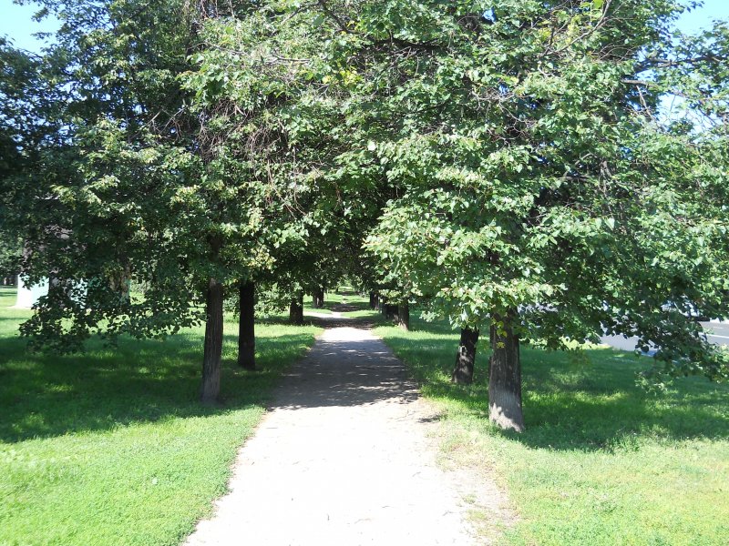 Липовая аллея лес