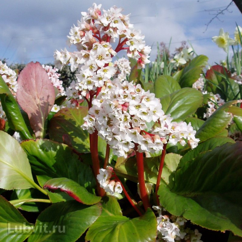 Бадан сердцелистный 'Bressingham White'