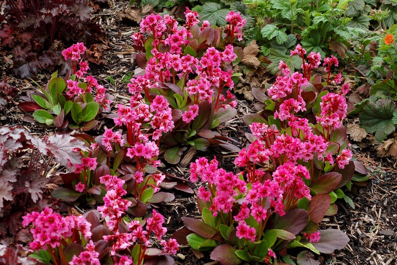Бадан гибридный Bergenia