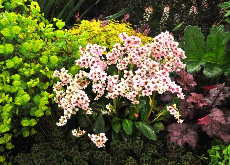 Бадан Bergenia cordifolia Jelle