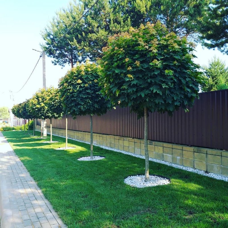 Липа мелколистная Живая изгородь