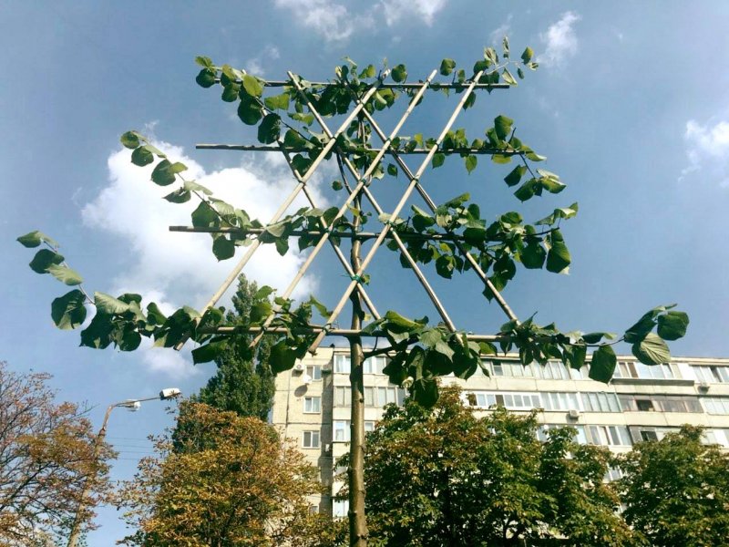 Липа мелколистная Живая изгородь