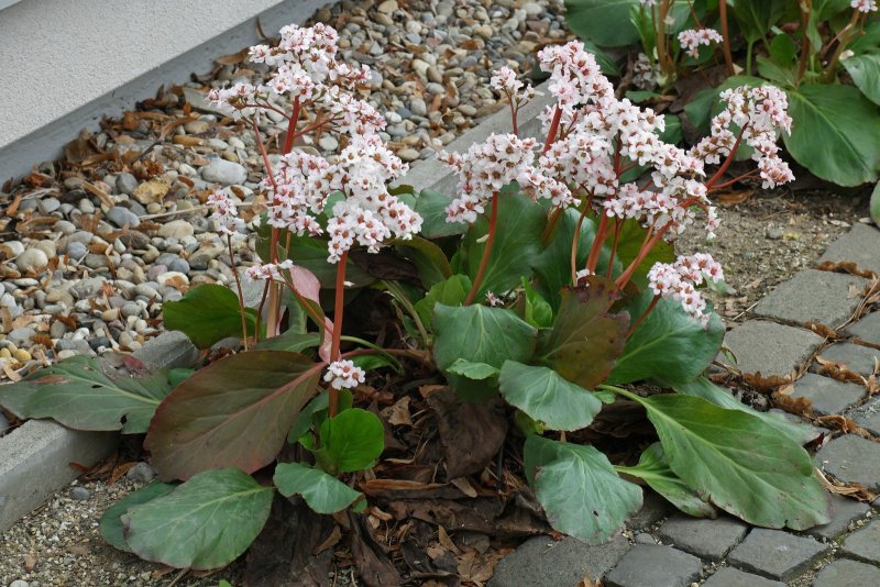 Bergenia crassifolia