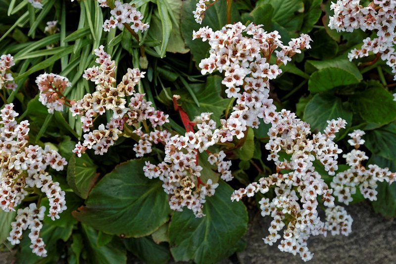 Бадан Bressingham White