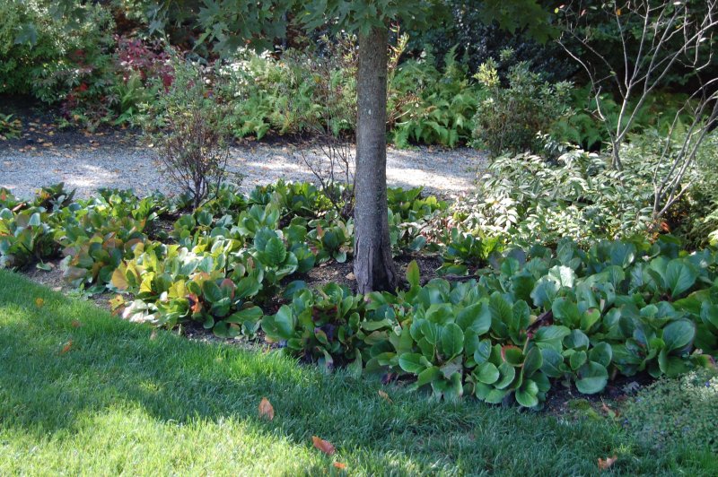 Bergenia 'ROSI Klose'