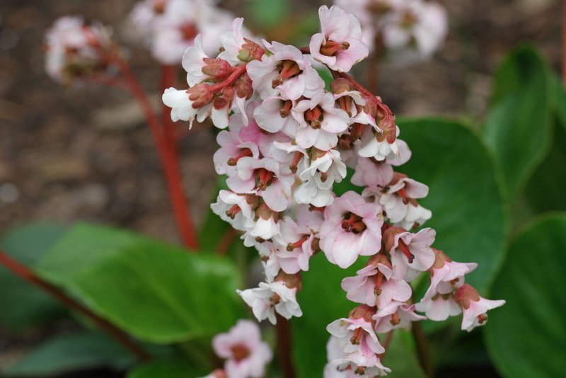 Bergenia 'Bressingham White'