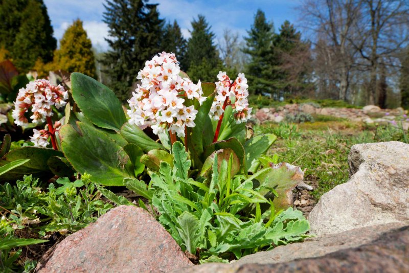 Бадан cordifolia