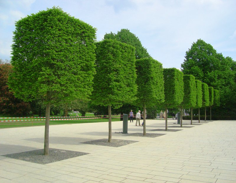 Tilia PLA Hedge
