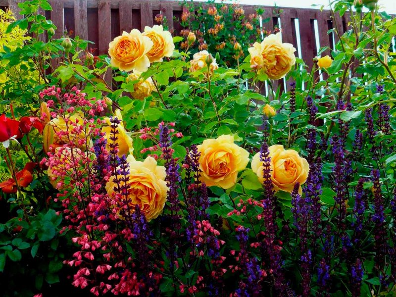 Rose Garden. Розарий.
