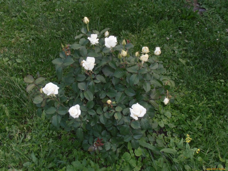 Роза Dagmar Spath