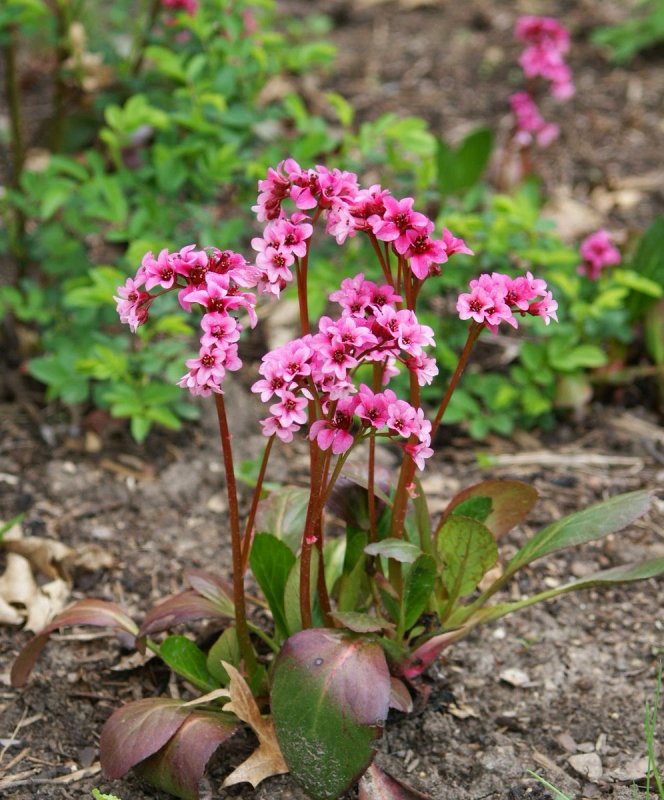 Бадан Pink Dragonfly