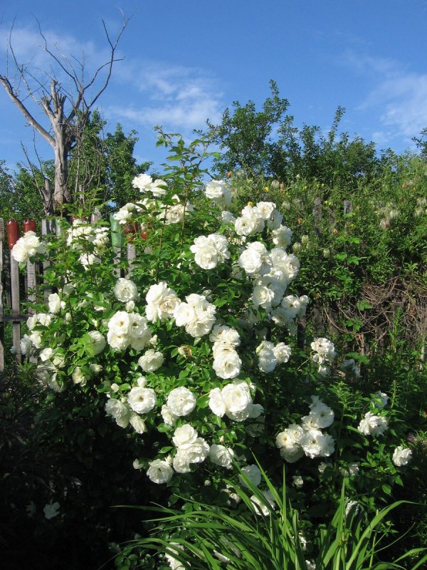 Роза Iceberg (Шнеевитхен)