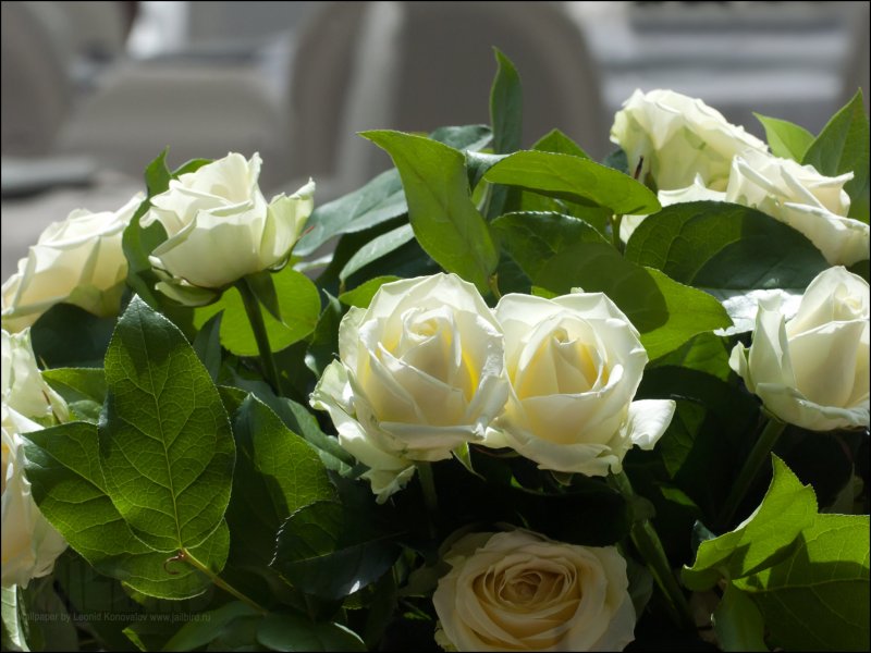 Aspirin Rose роза штамбовая