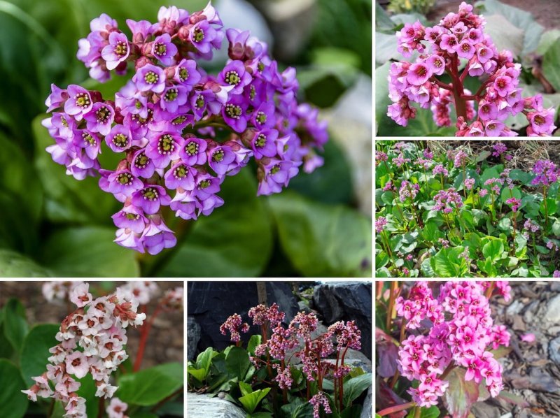 Бадан Bergenia Dragonfly™ Angel Kiss