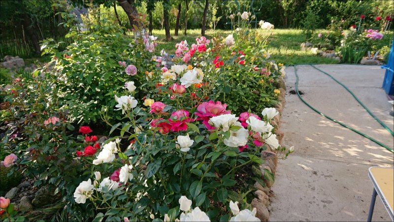 Роза флорибунда Aspirin Rose (аспирин Роуз)