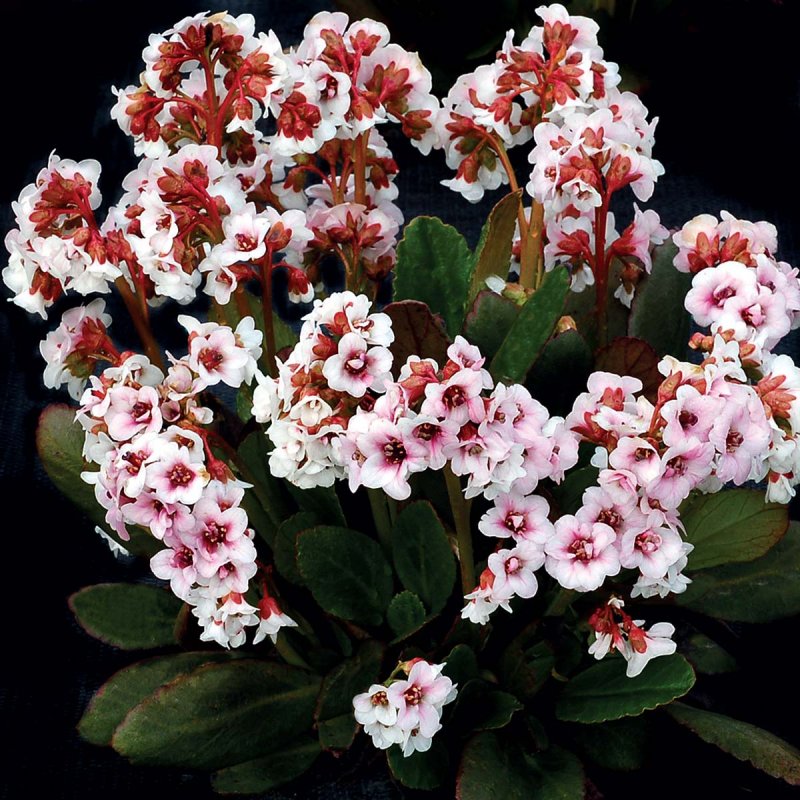 Бадан (Bergenia) Драгонфлай Сакура
