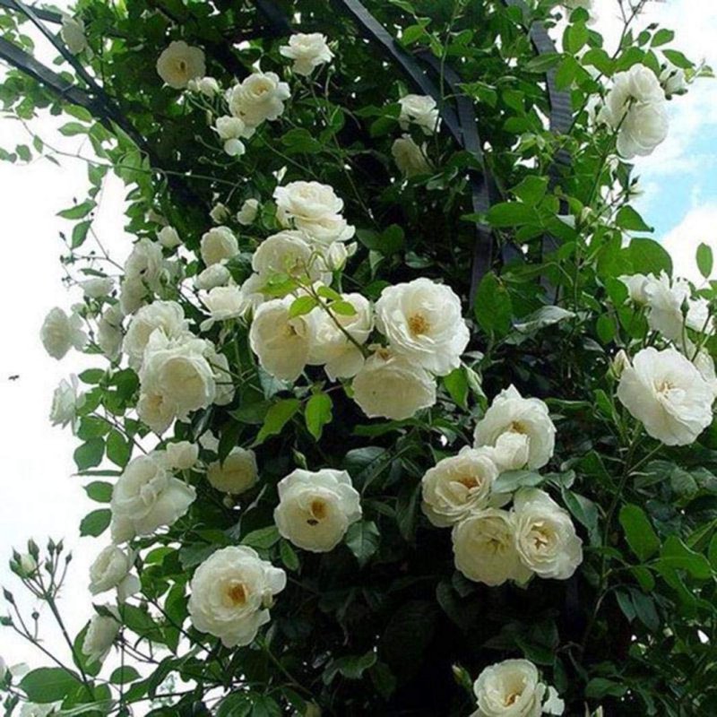 Роза флорибунда Уайт