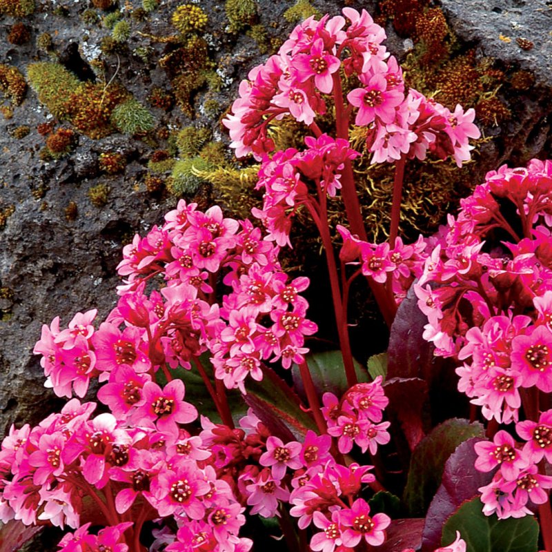 Бадан Bergenia Pink Dragonfly