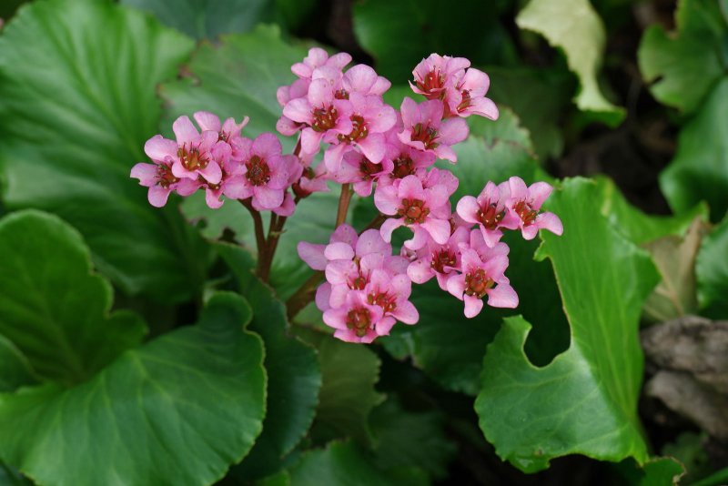 Бадан (Bergenia)