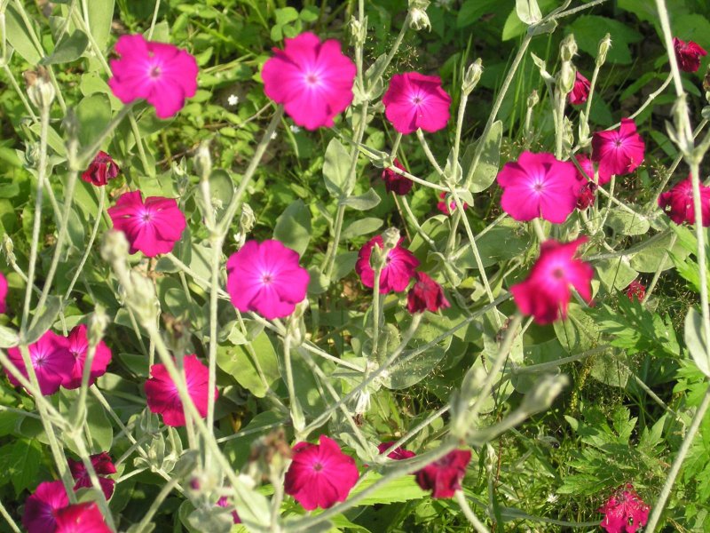 Лихнис корончатый (горицвет)