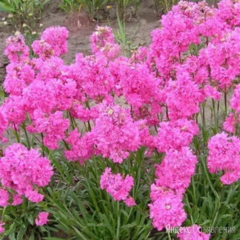 Лихнис Вискария Смолка