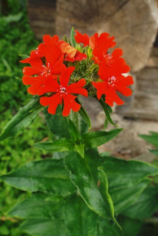 Лихнис халцедонский (Lychnis chalcedonica)