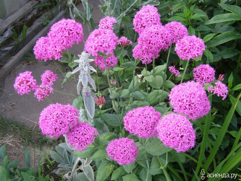 Лихнис Вискария