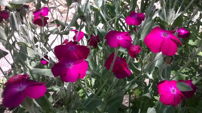 Лихнис корончатый