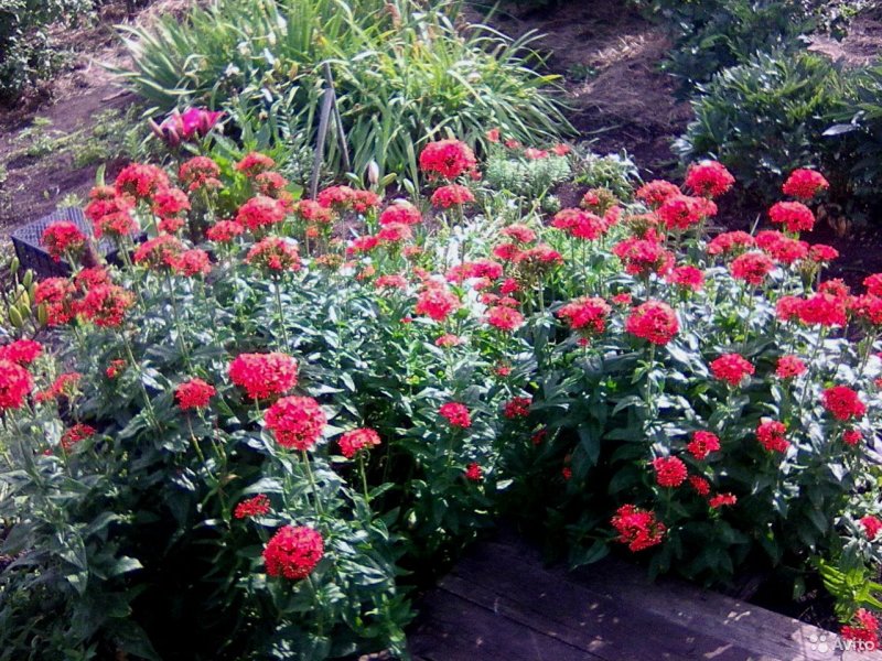 Лихнис Кукушкин f.