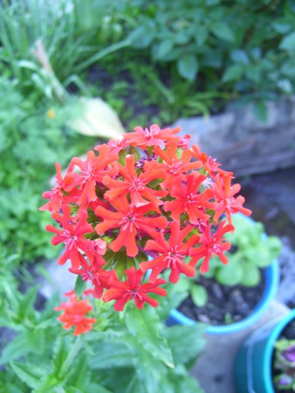 Лихнис корончатый Альба
