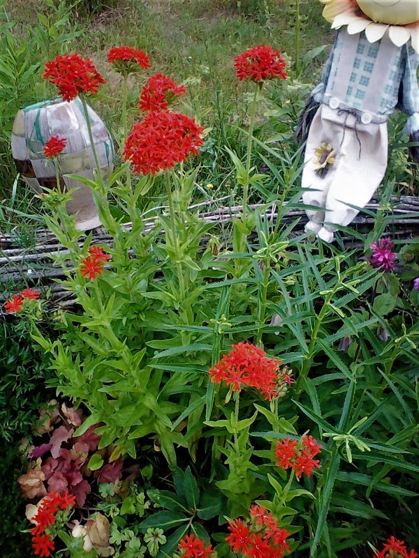 Лихнис корончатый (Lychnis coronaria)