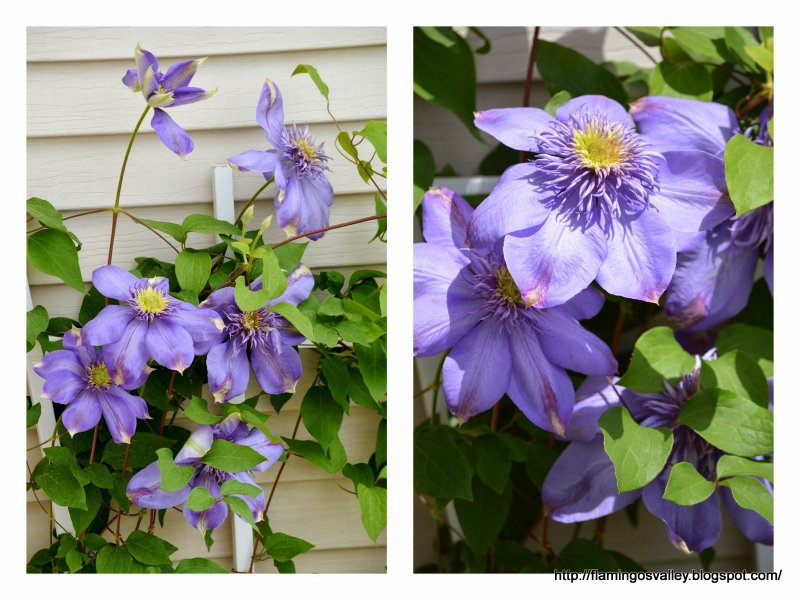 Clematis songorica