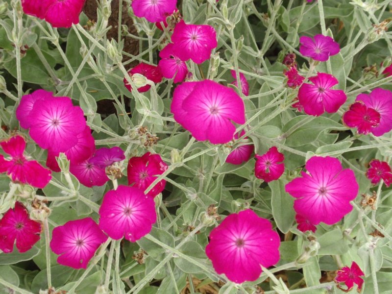 Лихнис корончатый