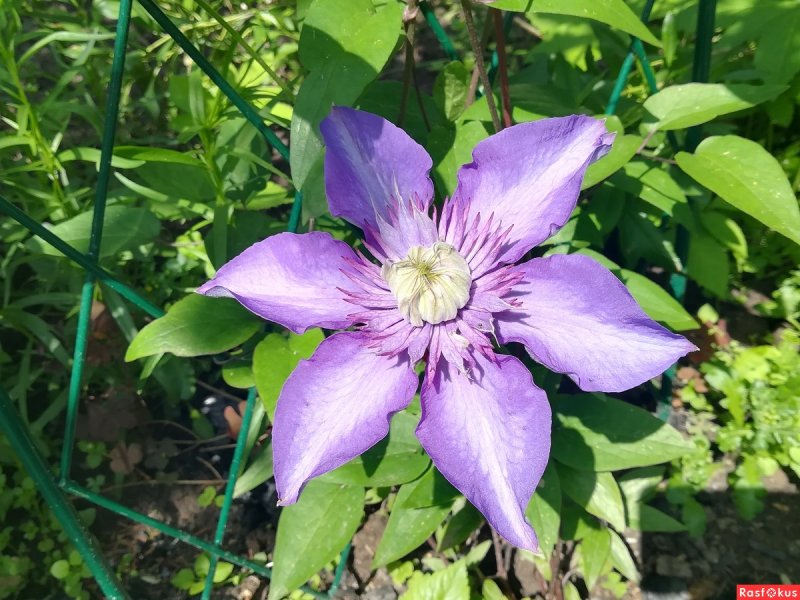 Clematis Chalcedony