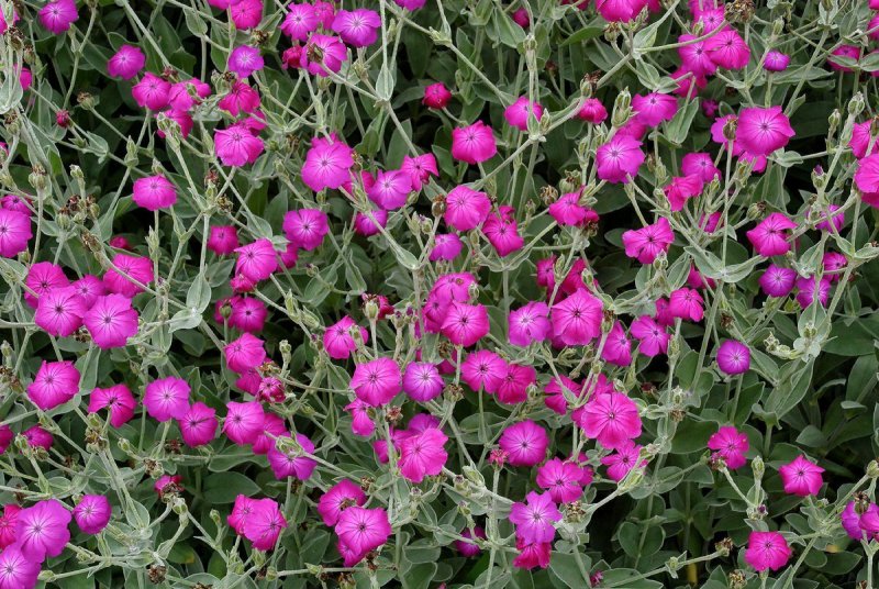 Лихнис корончатый (горицвет)