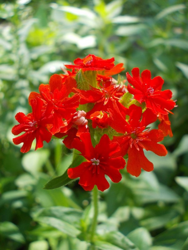 Лихнис корончатый