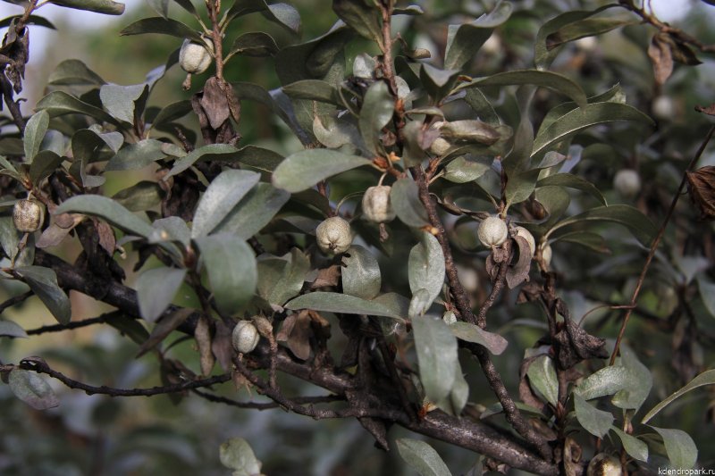 Лох серебристый (Elaeagnus commutata)