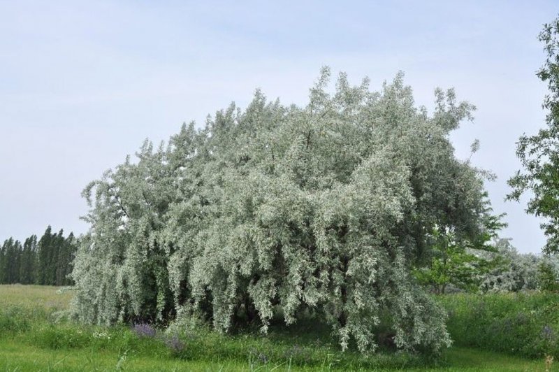 Лох серебристый узколистный