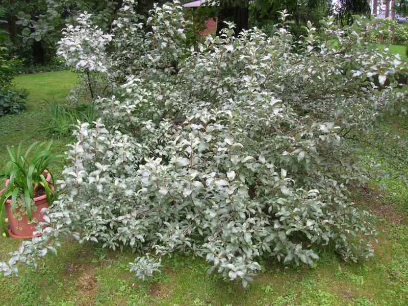Лох декоративный кустарник (78 фото)