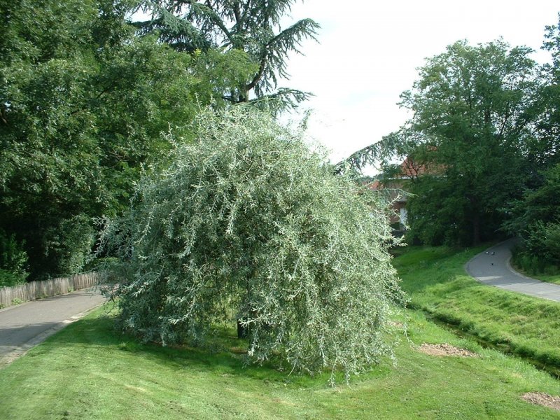 Груша иволистная Пендула
