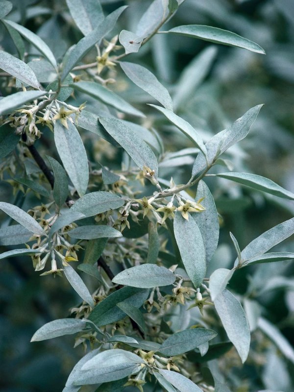 Лох серебристый (Elaeagnus argentea)