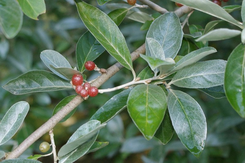 Elaeagnus дерево