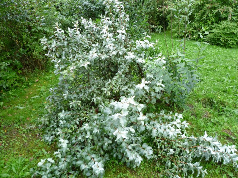 Лох серебристый Elaeagnus argentea Pursh.