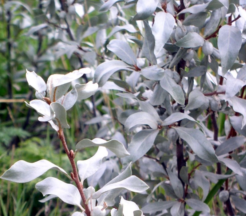 Лох серебристый (Elaeagnus commutata)