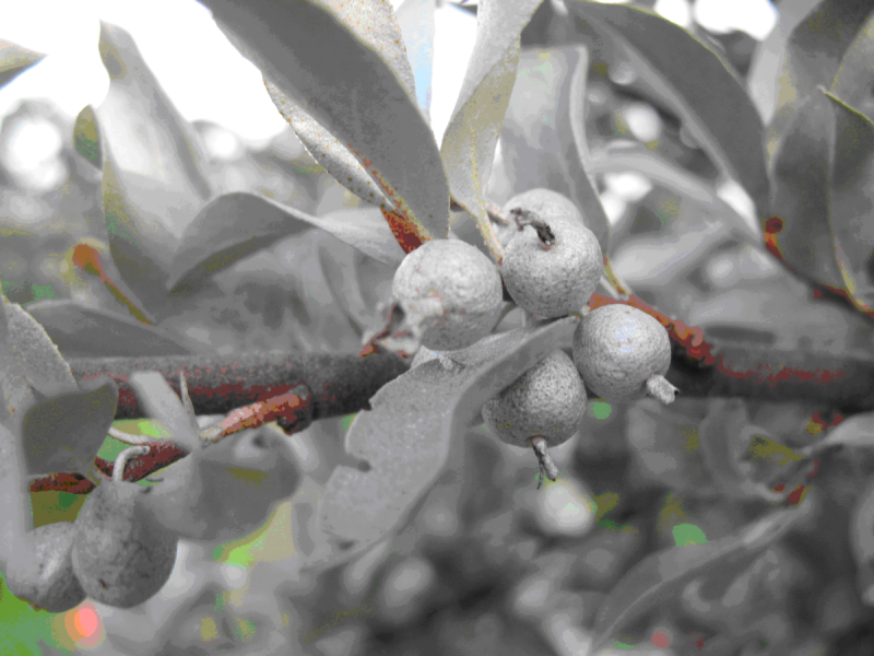 Лох серебристый (Elaeagnus argentea)