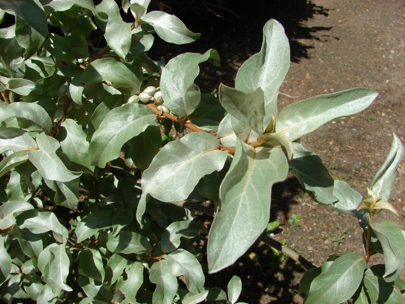 Лох серебристый Elaeagnus argentea побег